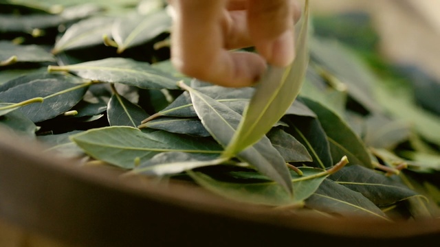 Video Reference: leaf, plant, plant stem, herb