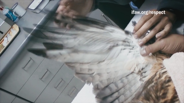 Video Reference: Bird, Wing, Feather, Hand, Fur, Neck, Bird of prey, Falconiformes, Beak, Peregrine falcon