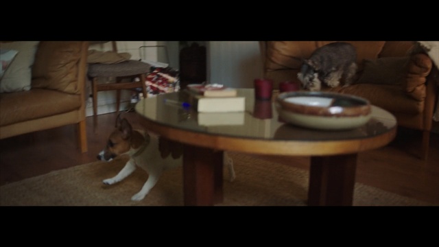 Video Reference: furniture, table, mammal, dog, chair, screenshot, dog like mammal, floor, wood, flooring