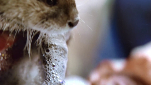 Video Reference: Gerbil, Whiskers, Snout, Rodent, Muridae, Squirrel, Close-up, Muroidea, Organism, Adaptation