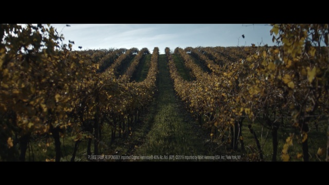 Video Reference: Nature, Field, Tree, Sky, Agriculture, Biome, Leaf, Crop, Morning, Sunlight, Outdoor, Photo, Standing, Man, Large, Sheep, Green, Young, White, Grazing, Street, Riding, Group, Sign, Fence, Herd, Landscape, Autumn, Text, Cloud, Plant
