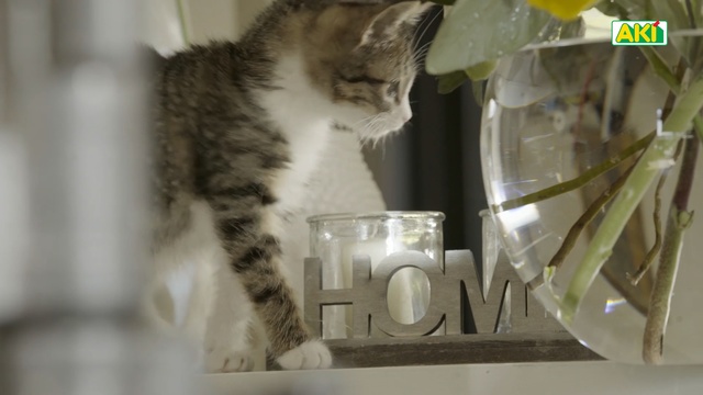 Video Reference: Cat, Small to medium-sized cats, Felidae, Domestic short-haired cat, Whiskers, European shorthair, Norwegian forest cat, Carnivore, Tabby cat, Kitten, Person