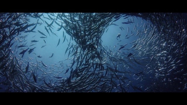 Video Reference: Blue, Water, Darkness, Tree, Atmosphere, Electric blue, Organism, Screenshot, Branch, Animation
