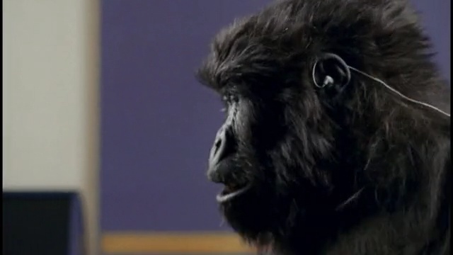 Video Reference: Primate, Snout, Dog breed, Fur, Wildlife, Affenpinscher