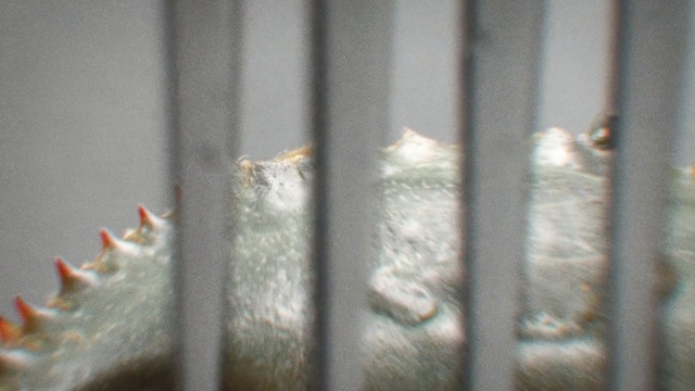 Video Reference: Metal, Person