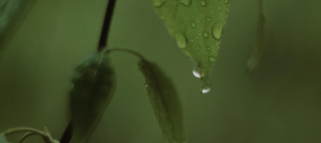 Video Reference: Moisture, Green, Water, Leaf, Dew, Drop, Botany, Plant, Macro photography, Close-up