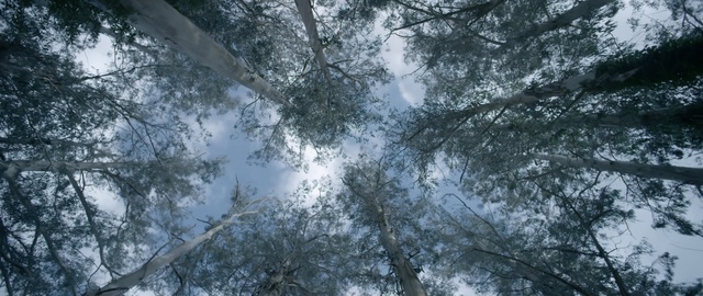 Video Reference: tree, forest, sky, branch, woodland, woody plant, ecosystem, vegetation, old growth forest, sunlight, Person
