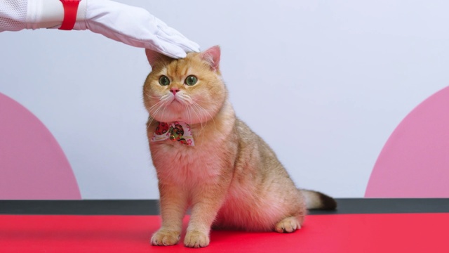 Video Reference: Cat, Mammal, Vertebrate, Small to medium-sized cats, Felidae, Carnivore, Whiskers, British shorthair, Kitten, Asian, Sitting, Red, Indoor, Orange, White, Table, Looking, Front, Monitor, Small, Brown, Large, Computer, Standing, Animal, Domestic cat