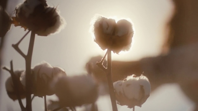 Video Reference: Flower, Light, Sky, Cloud, Petal, Plant, Sunlight, Plant stem, Photography, Wildflower
