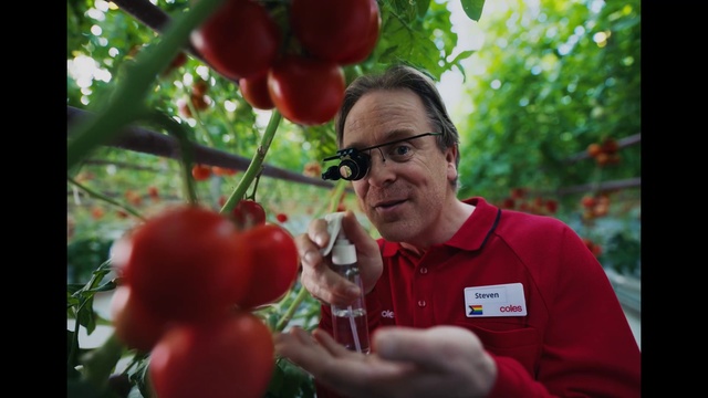 Video Reference: Food, Plant, Botany, Natural foods, Fruit, Red, Happy, Seedless fruit, Produce, Flowering plant