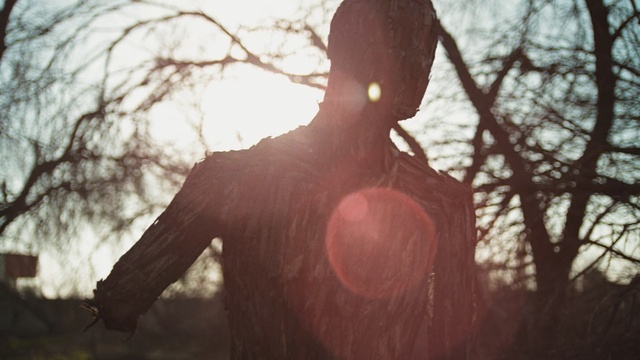 Video Reference: tree, woody plant, girl, light, sunlight, photography, branch, morning, plant, winter