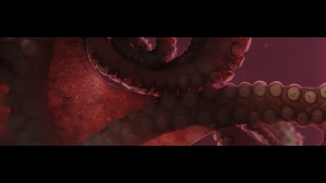 Video Reference: red, octopus, mouth, close up, darkness, jaw, screenshot, computer wallpaper, organism, cephalopod