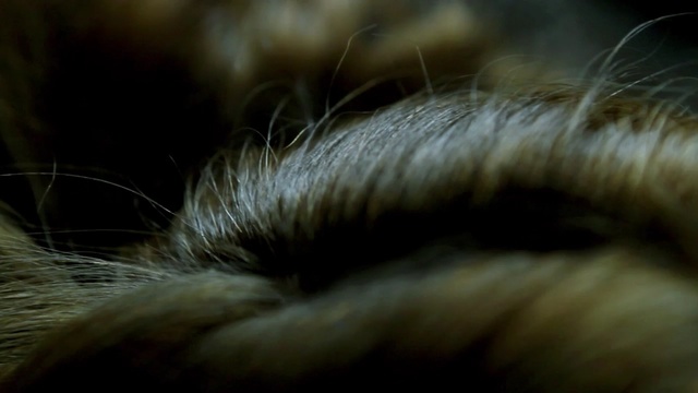Video Reference: whiskers, fauna, fur, nose, close up, snout, macro photography, wildlife, eye, cat