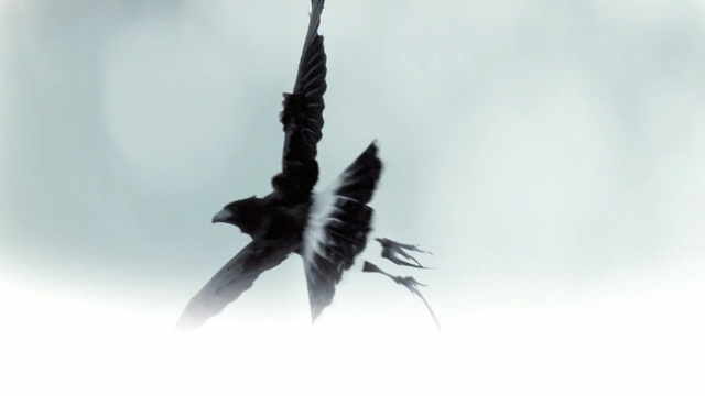 Video Reference: bird, wing, beak, raven, crow like bird, crow, sky, feather