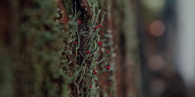 Video Reference: Vegetation, Green, Branch, Leaf, Plant, Organism, Twig, Water, Terrestrial plant, Tree