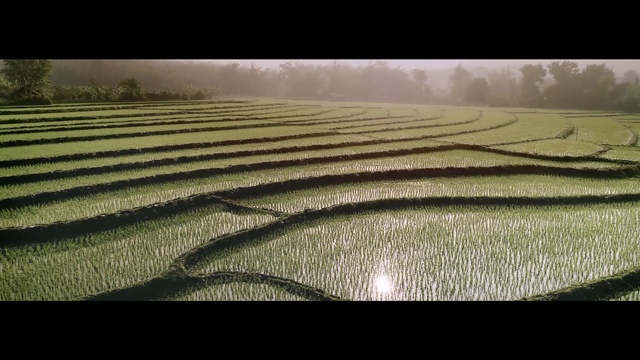 Video Reference: Field, Agriculture, Paddy field, Crop, Landscape, Terrace, Rural area, Grass, Farm, Plant, Bed, Sitting, Green, Large, Standing, Grassy, White, Laying, Bedroom, Fog, Nature, Text