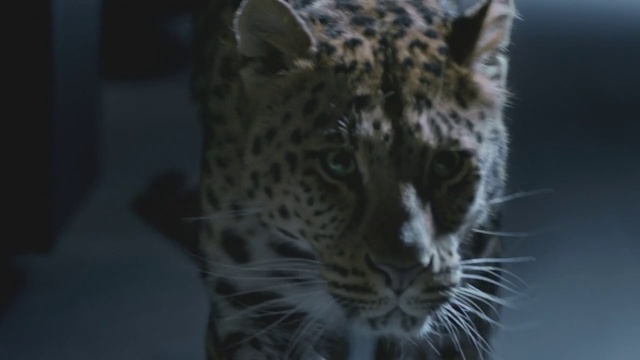 Video Reference: Mammal, Vertebrate, Whiskers, Wildlife, Terrestrial animal, Felidae, Leopard, Snout, Big cats, Snow leopard, Person