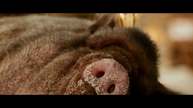 Video Reference: swine, mammal, hog