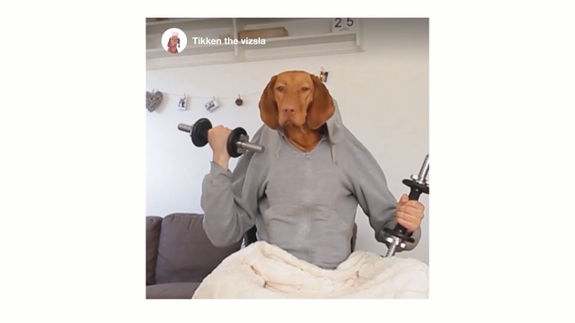 Video Reference: mammal, dog like mammal, dog, shoulder, ear, neck, Person