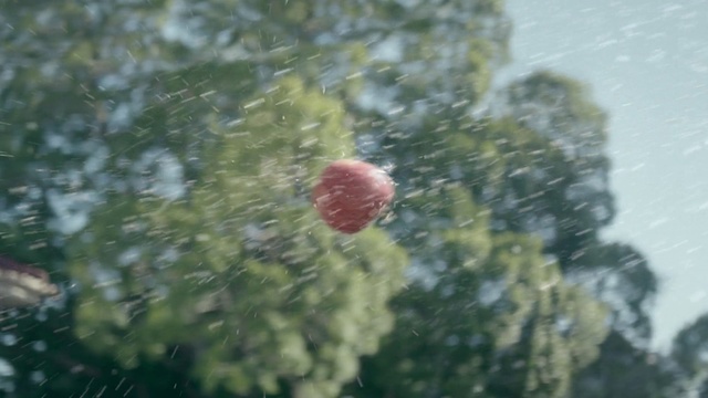 Video Reference: Leaf, Water, Tree, Organism, Plant