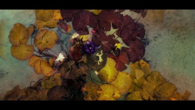 Video Reference: Painting, Leaf, Still life, Yellow, Modern art, Petal, Flower, Art, Still life photography, Visual arts