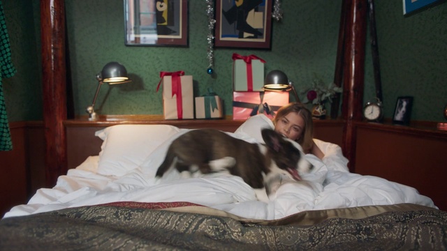 Video Reference: Canidae, Bed, Furniture, Carnivore, Dog, Room, Companion dog, Cat, Comfort, Whiskers