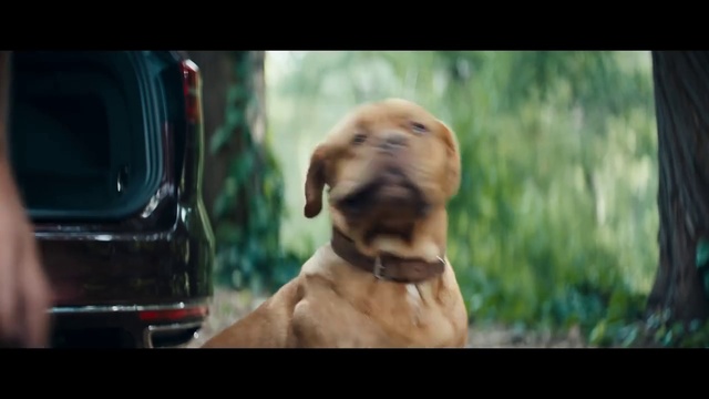 Video Reference: Dog, Mammal, Vertebrate, Canidae, Dog breed, Carnivore, Broholmer, Snout, Rhodesian ridgeback, Sporting Group