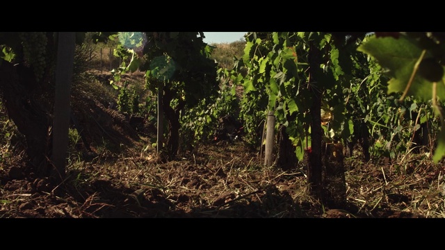 Video Reference: Plant, Plant community, Branch, Terrestrial plant, Tree, Natural landscape, Grass, Trunk, Woody plant, Tints and shades