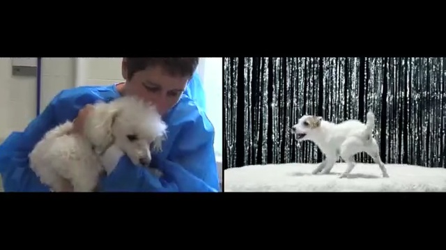 Video Reference: Dog, Mammal, Vertebrate, Dog breed, Canidae, Carnivore, Great pyrenees, Companion dog, Puppy, Maremma sheepdog