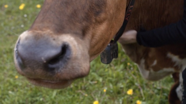 Video Reference: Horse, Nose, Snout, Grazing, Grass, Pasture, Meadow, Terrestrial animal, Close-up, Mustang horse