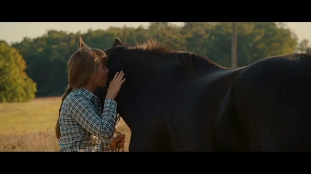 Video Reference: Horse, Mammal, Vertebrate, Bridle, Horse supplies, Stallion, Mane, Halter, Horse tack, Mare