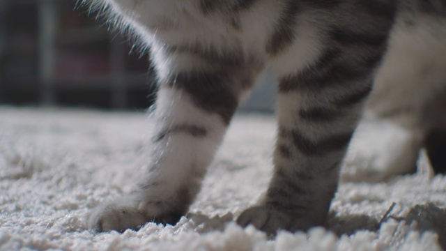 Video Reference: Cat, Felidae, Whiskers, Paw, Fur, Small to medium-sized cats, Claw, Snout, Nose, Close-up