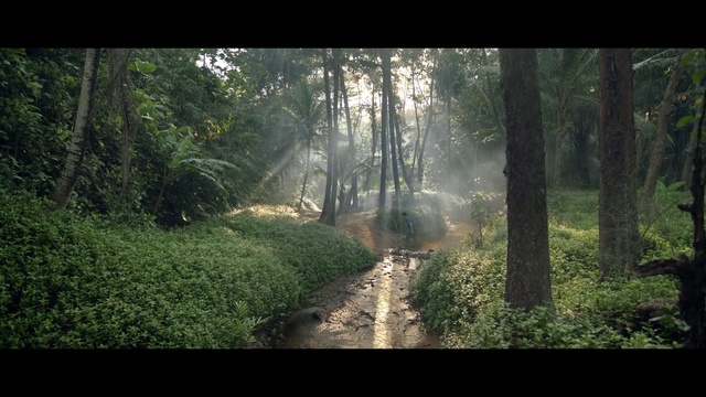 Video Reference: Nature, Forest, Woodland, Natural landscape, Natural environment, Tree, Vegetation, Nature reserve, Jungle, Old-growth forest