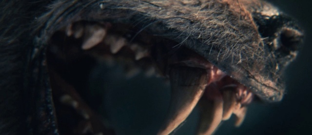 Video Reference: Eye, Close-up, Organ, Nose, Snout, Mouth, Iris, Human body, Jaw, Organism