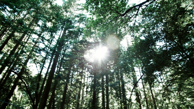 Video Reference: tree, nature, forest, vegetation, ecosystem, woodland, woody plant, grove, leaf, old growth forest