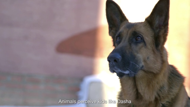 Video Reference: Dog, Mammal, Vertebrate, Dog breed, Canidae, German shepherd dog, Old german shepherd dog, Carnivore, Snout, East-european shepherd