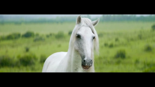 Video Reference: horse, ecosystem, grassland, green, mane, pasture, fauna, horse like mammal, mustang horse, grass
