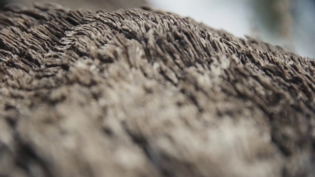 Video Reference: Close-up, Snout, Wood, Fur, Tree, Photography, Macro photography, Trunk