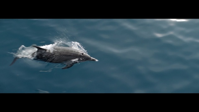 Video Reference: Dolphin, Marine mammal, Short-beaked common dolphin, Water, Common bottlenose dolphin, Cetacea, Spinner dolphin, Wildlife, Stenella, Striped dolphin