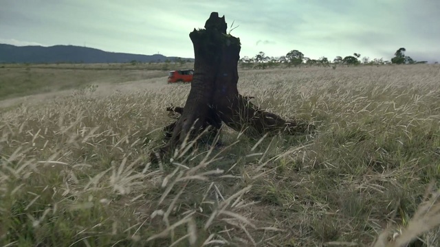 Video Reference: Field, Grassland, Grass, Straw, Grass, Prairie, Plant, Agriculture, Ecoregion, Pasture