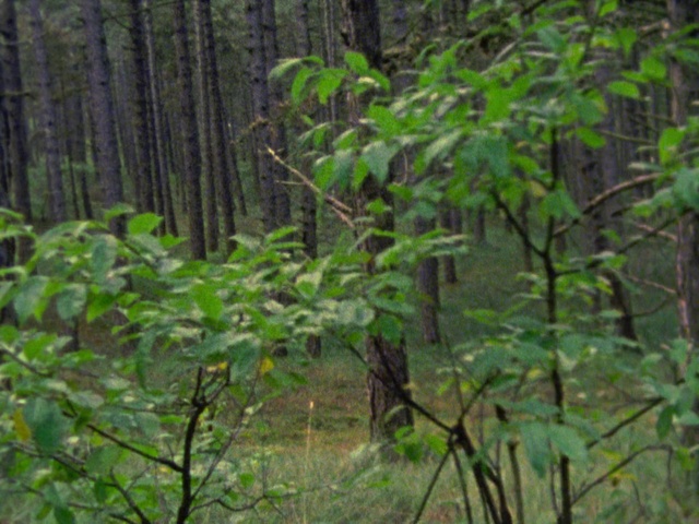 Video Reference: Vegetation, Tree, Forest, Nature reserve, Jungle, Northern hardwood forest, Nature, Natural environment, Old-growth forest, Woodland