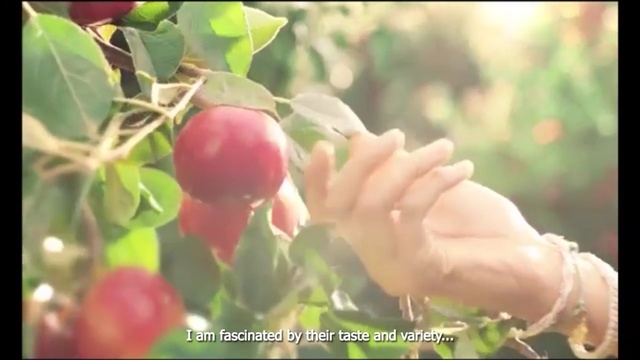 Video Reference: Fruit, Plant, Apple, Fruit tree, Tree, Flower, Flowering plant, Woody plant, Branch, Malus