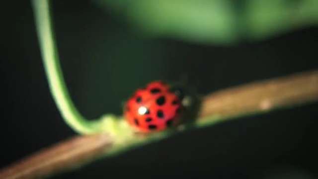 Video Reference: Ladybug, Insect, Macro photography, Invertebrate, Close-up, Beetle, Photography, Arthropod, Plant