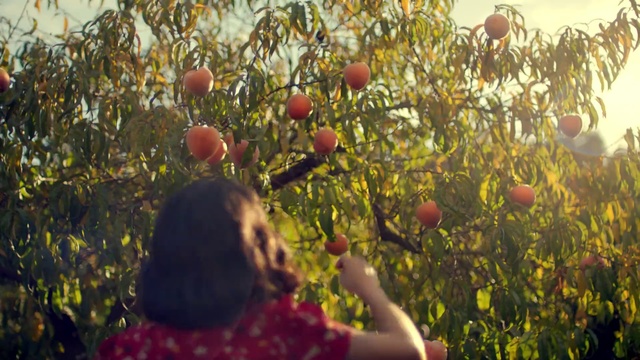 Video Reference: Plant, Apple, Fruit, Tree, Flower, Spring, Sunlight, Food, Rose family, Flowering plant