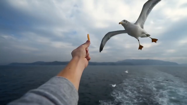 Video Reference: seabird, bird, albatross, gull, sky, sea, beak, charadriiformes, ocean, european herring gull