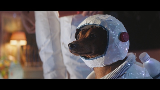 Video Reference: dog, canine, pet, cute, hunting dog