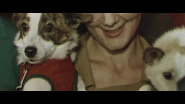 Video Reference: dog breed, dog, dog breed group, dog like mammal, snout, fur, photo caption