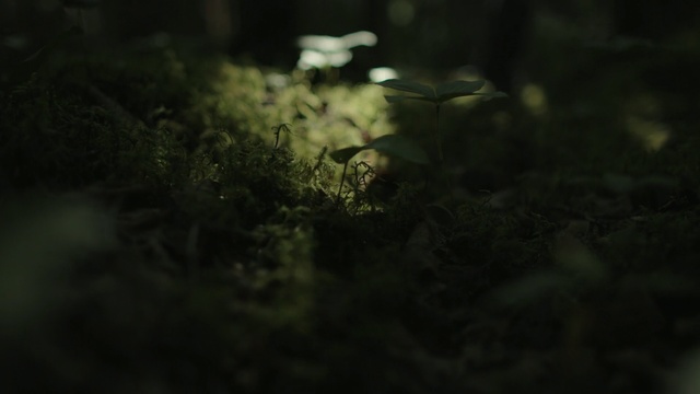 Video Reference: Nature, Black, Green, Leaf, Natural environment, Sky, Darkness, Tree, Water, Organism, Person