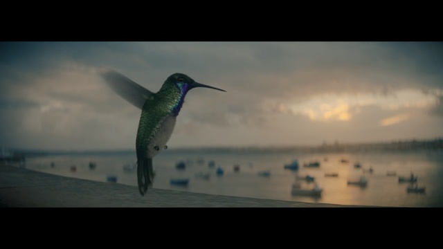 Video Reference: Bird, Hummingbird, Beak, Sky, Wildlife, Photography, Person