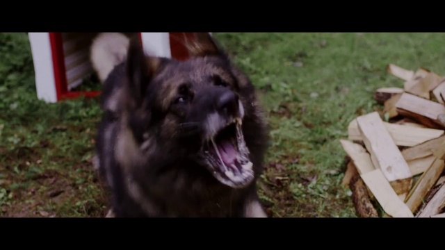 Video Reference: Mammal, Vertebrate, Dog, Canidae, Dog breed, Carnivore, German shepherd dog, Snout, Sporting Group, Working dog